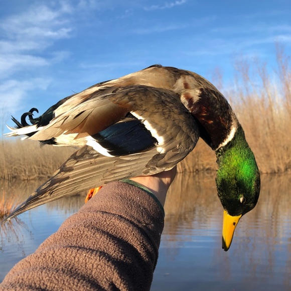 Meet your Posher, Chad - Picture 1 of 1